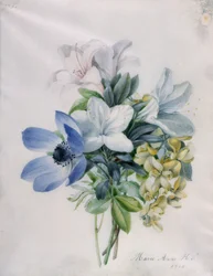 Anémone, glycine et cytise